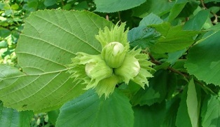 Witch hazel for the treatment of chronic prostatitis