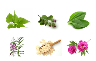 plant for prostatitis