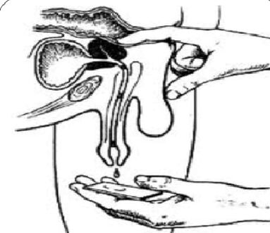 Massage the prostate gland to secrete fluid